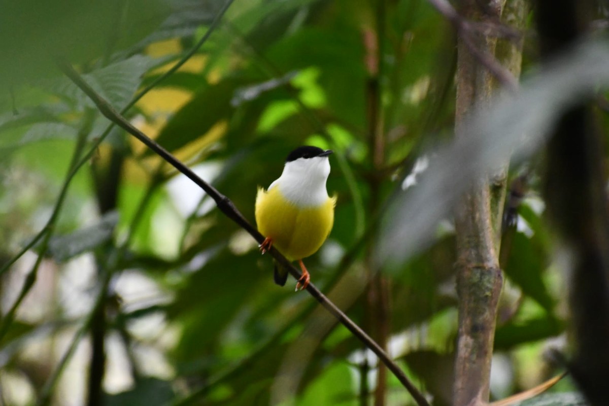 White-collared Manakin - ML646979706