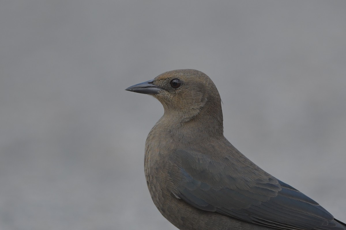 Brewer's Blackbird - ML646979708