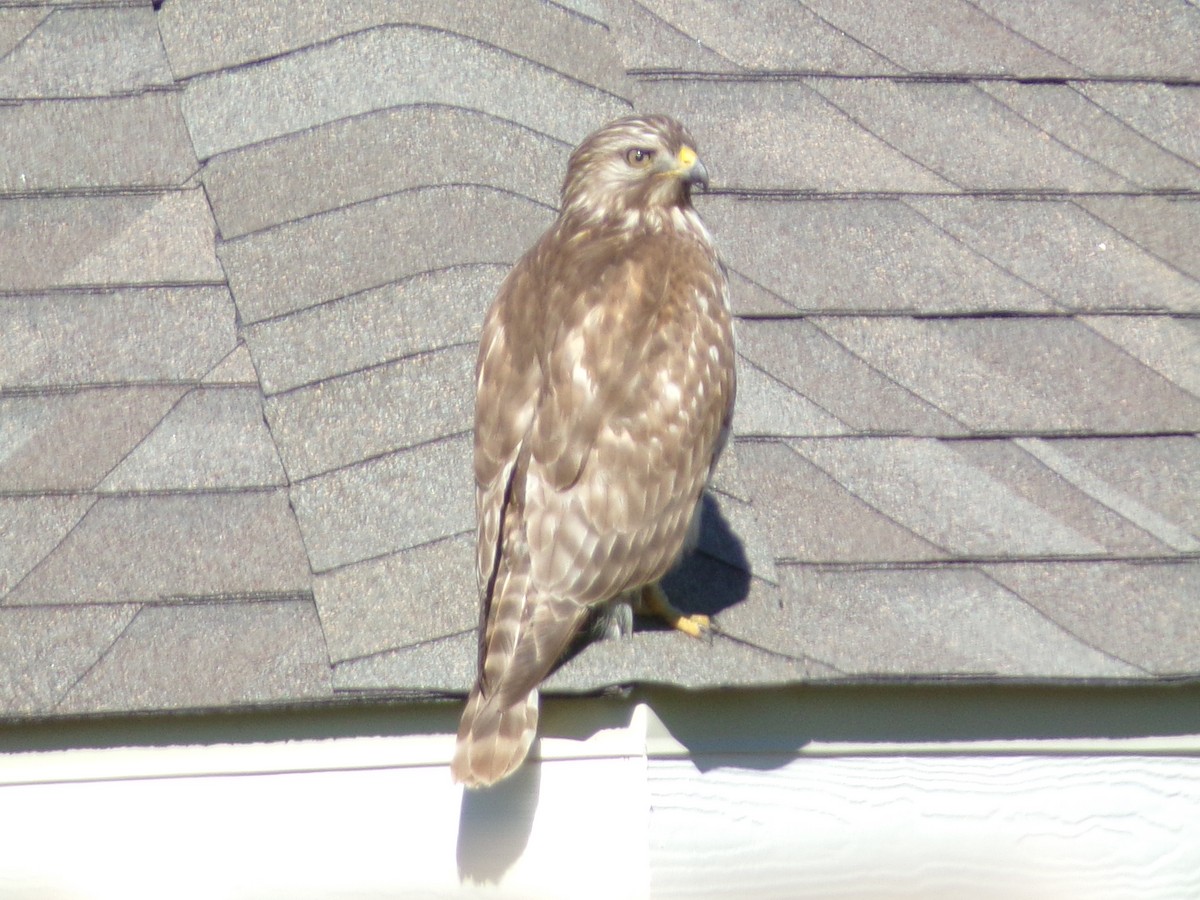 Red-shouldered Hawk - ML646979709
