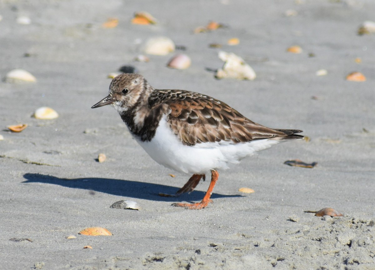 Voltapietre - ML646979710