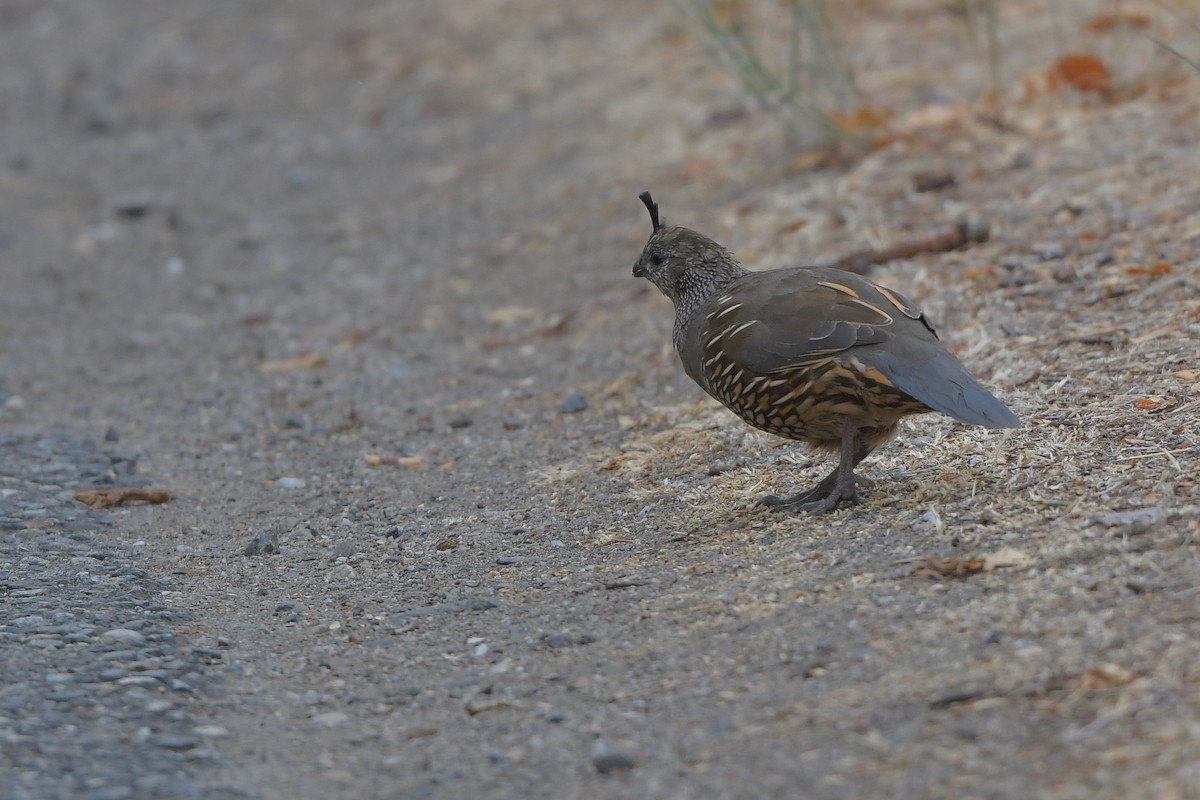 Colino della California - ML646979711