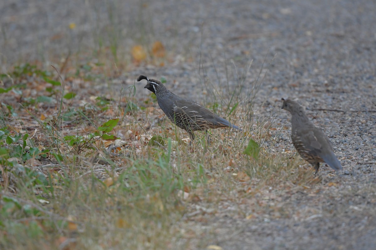 Colino della California - ML646979712