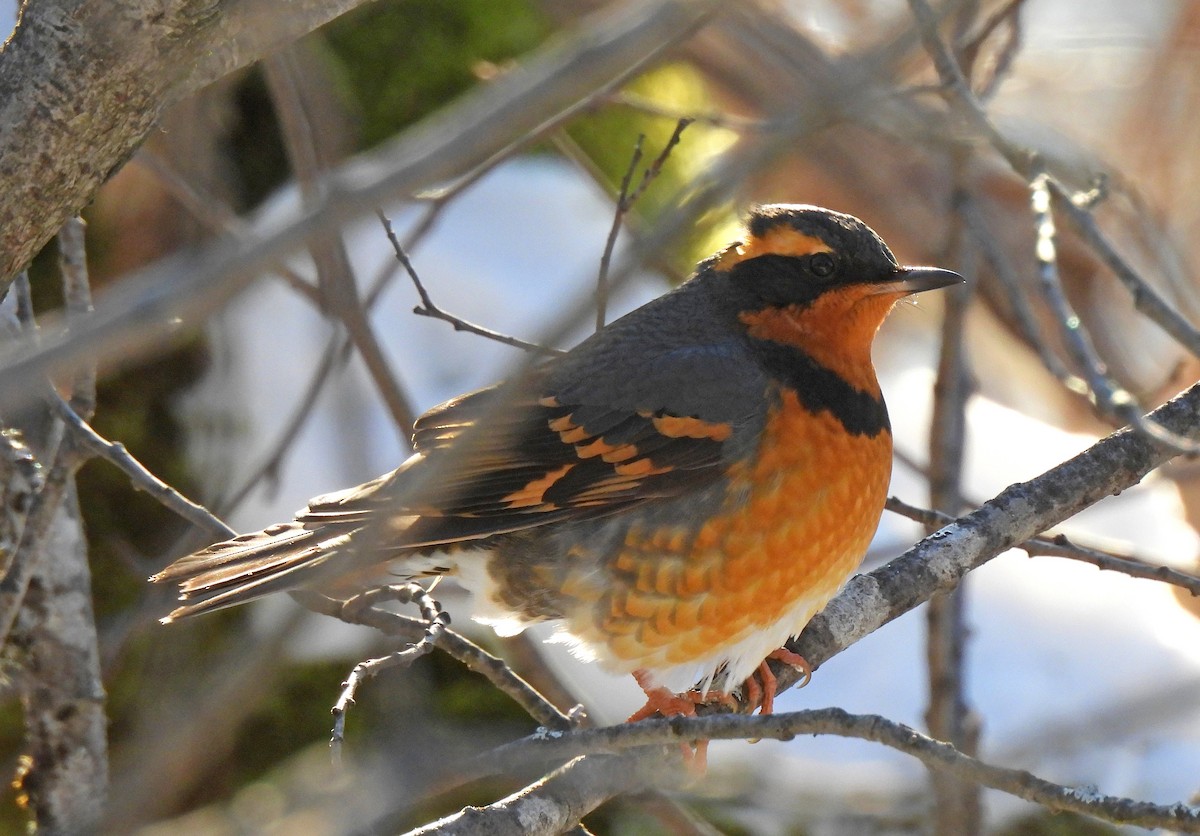 Varied Thrush - ML646979713