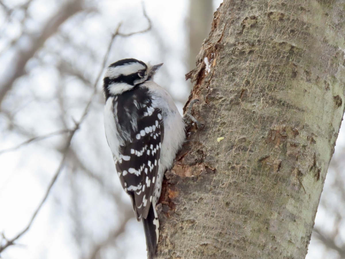Downy Woodpecker - ML646979714