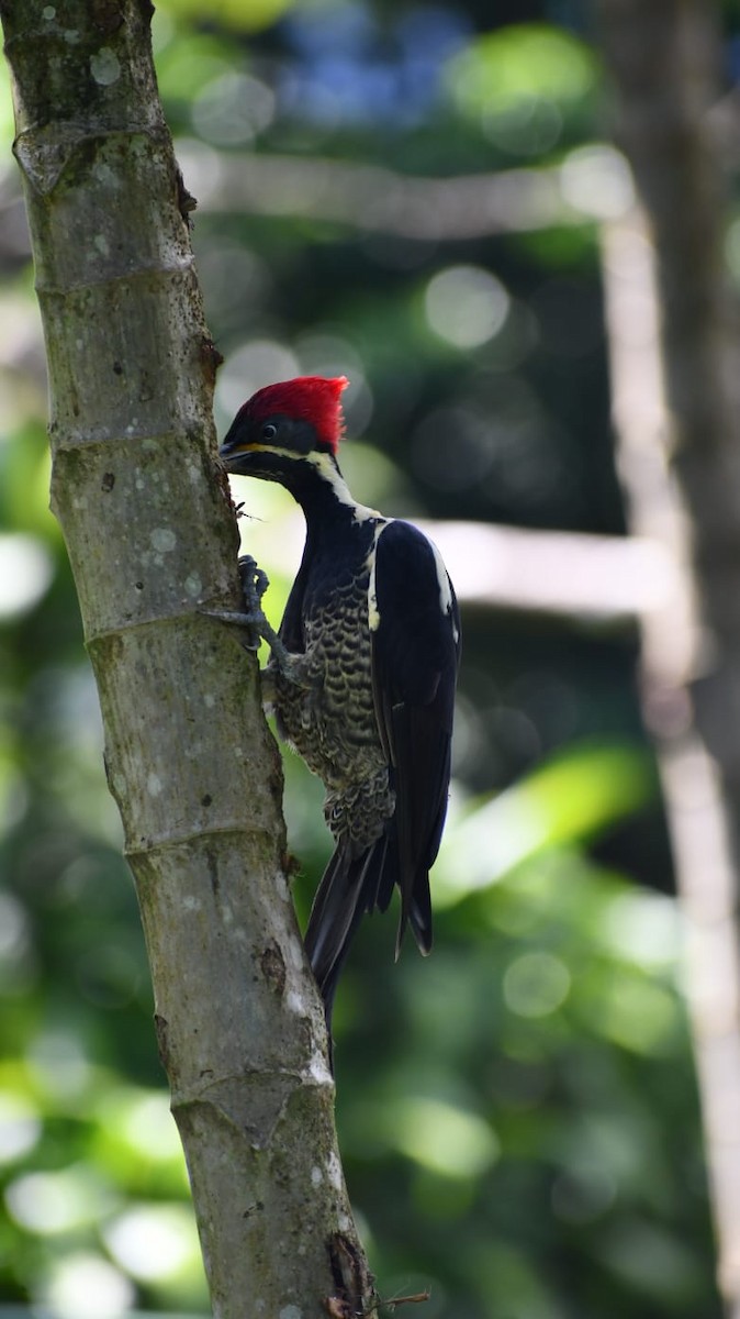 Lineated Woodpecker - ML646979717