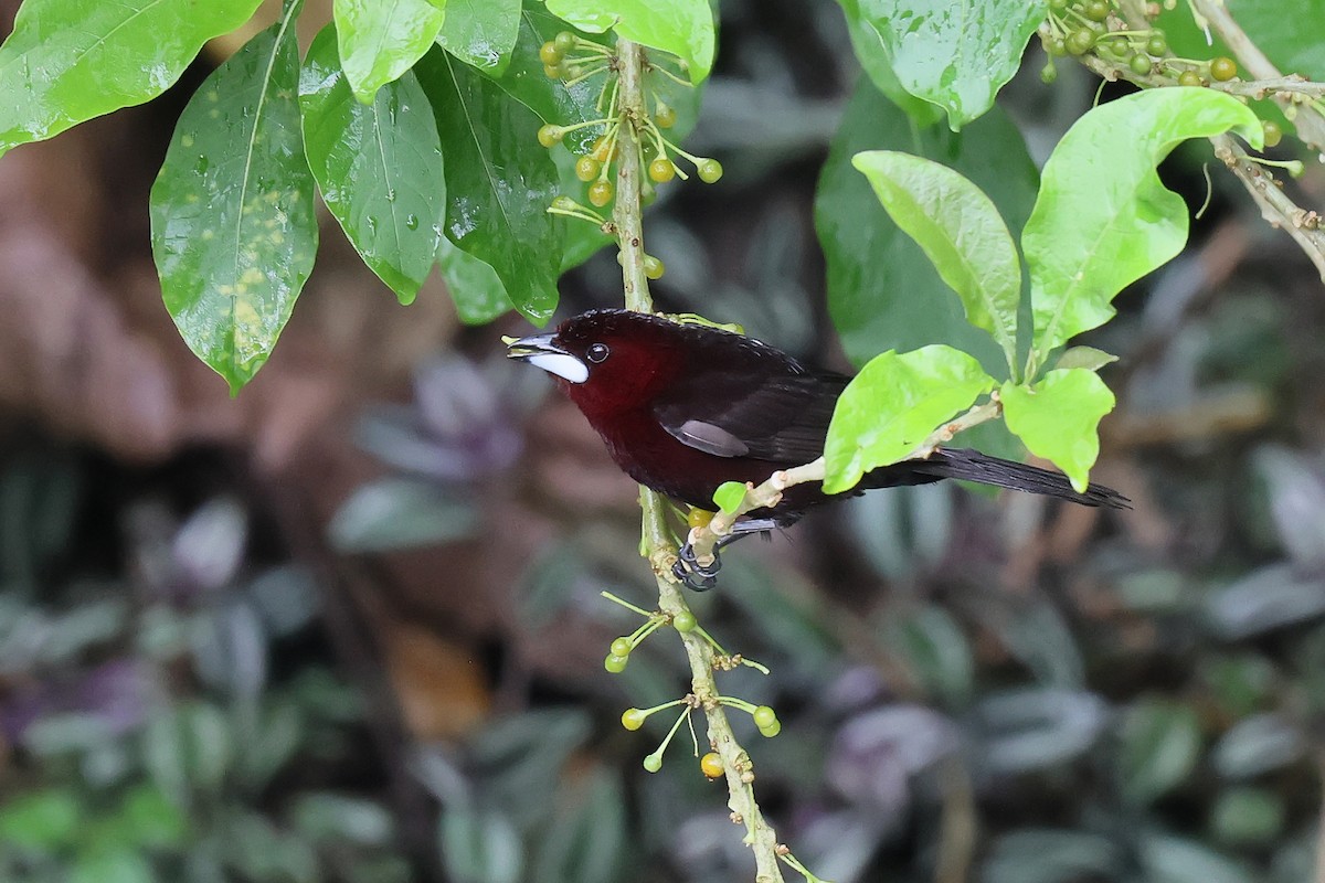 Silver-beaked Tanager - ML646979718
