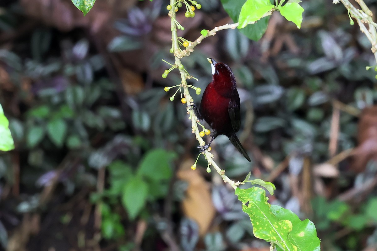 Silver-beaked Tanager - ML646979719
