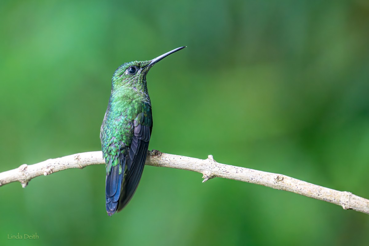 Green-crowned Brilliant - ML646979720