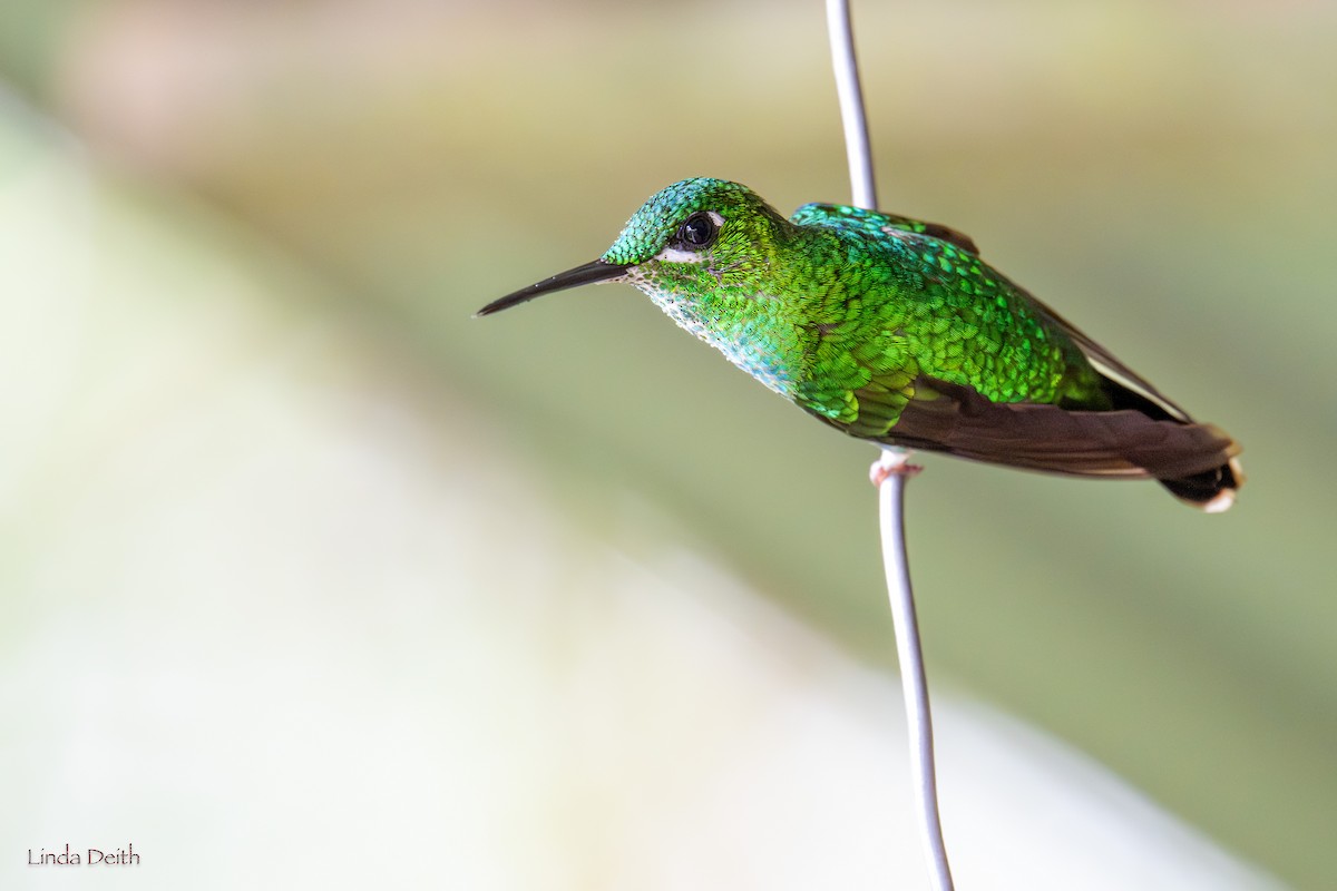 Green-crowned Brilliant - ML646979721