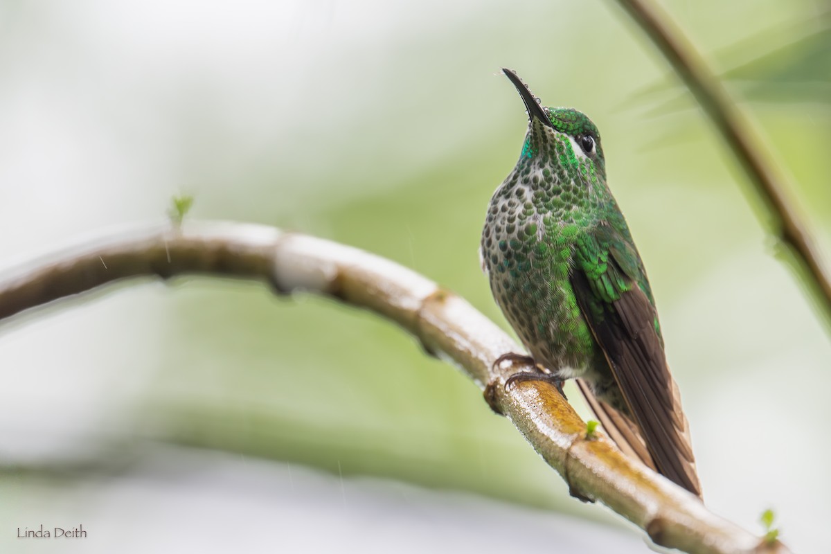 Green-crowned Brilliant - ML646979722