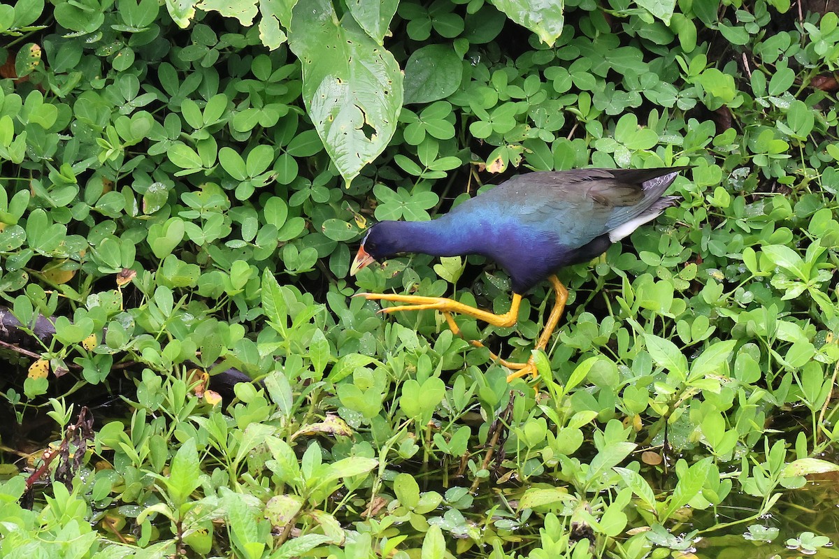 Pollo sultano della Martinica - ML646979724