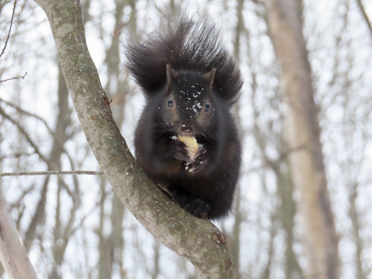 Animali - ML646979725