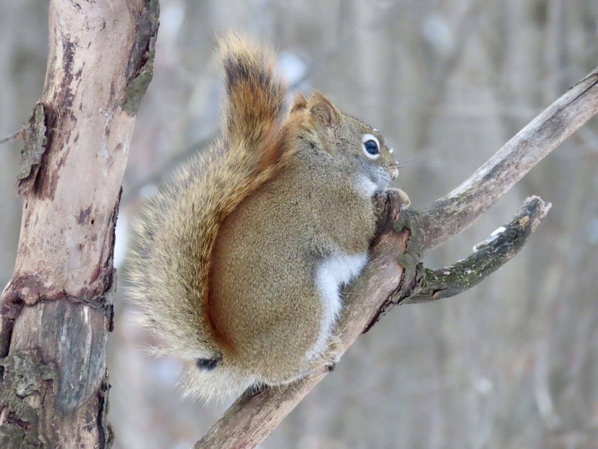 Animali - ML646979726