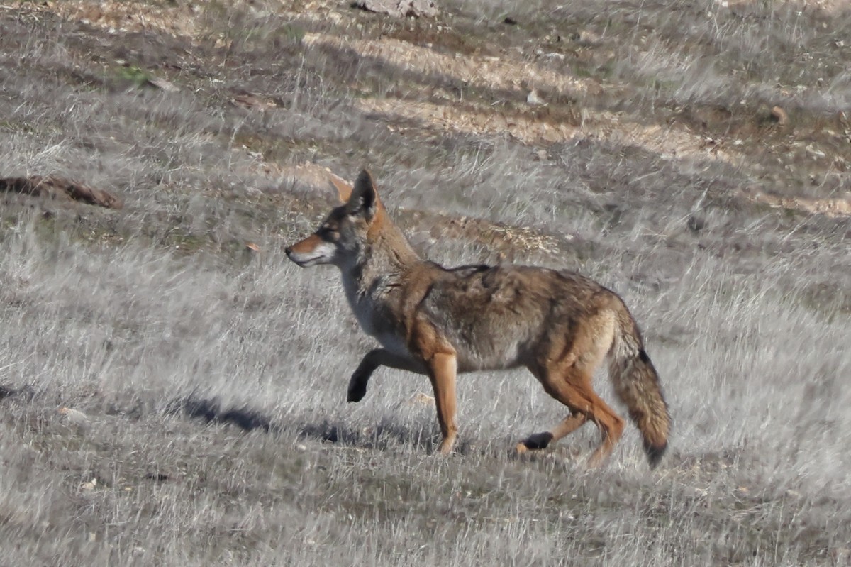 Coyote - ML646979738