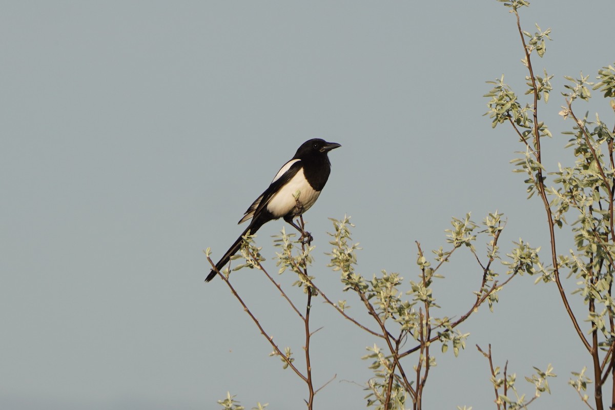 Eurasian Magpie - ML646979739