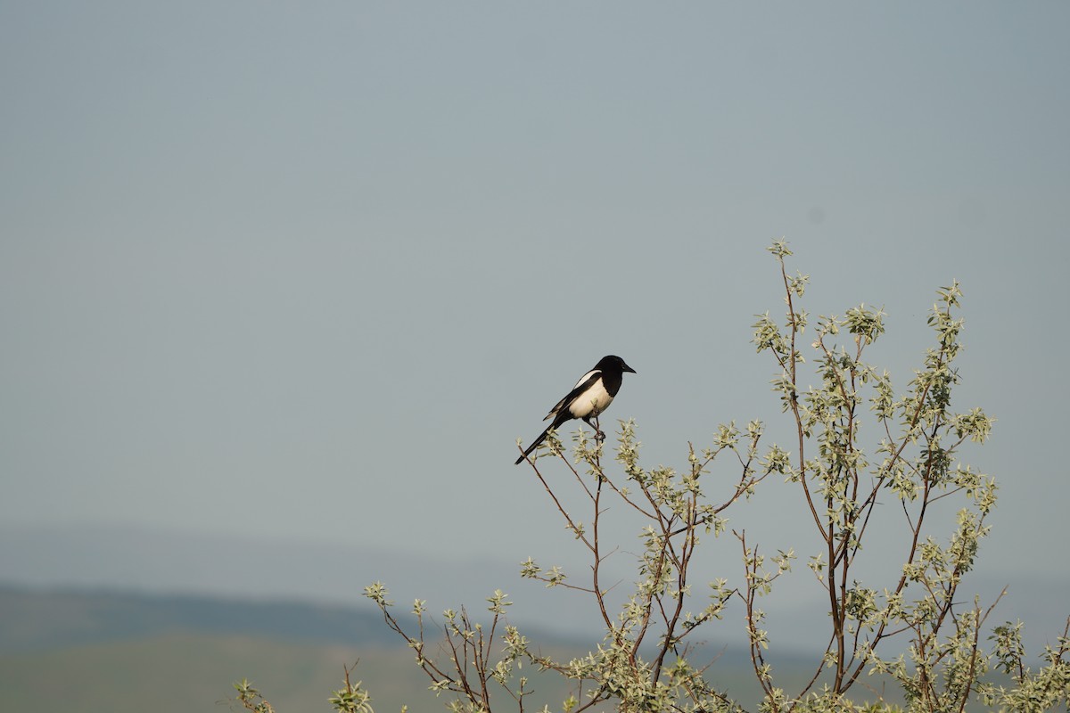 Eurasian Magpie - ML646979740