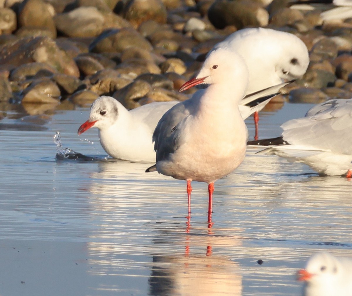 Slender-billed Gull - ML646979753