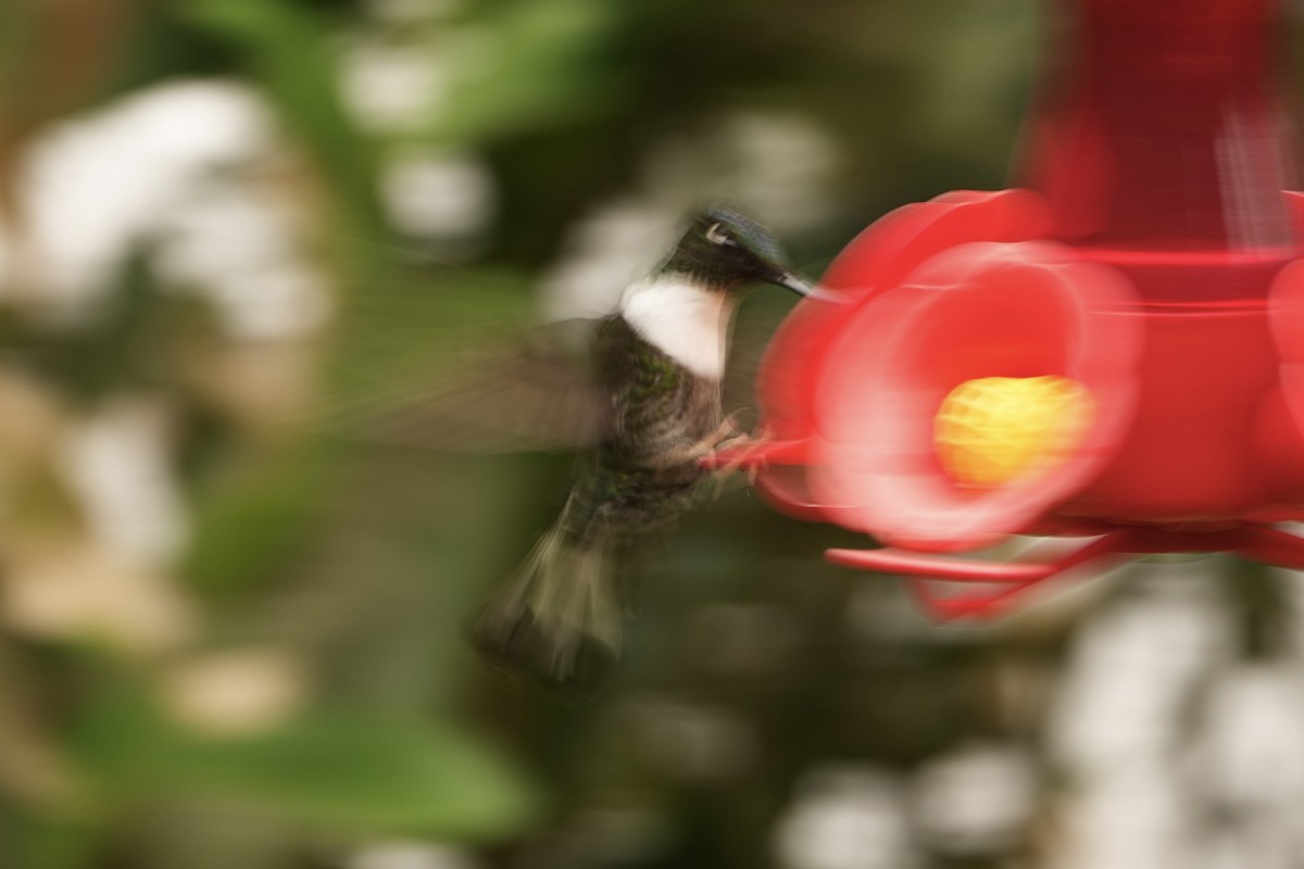 Collared Inca (Collared) - ML646979754