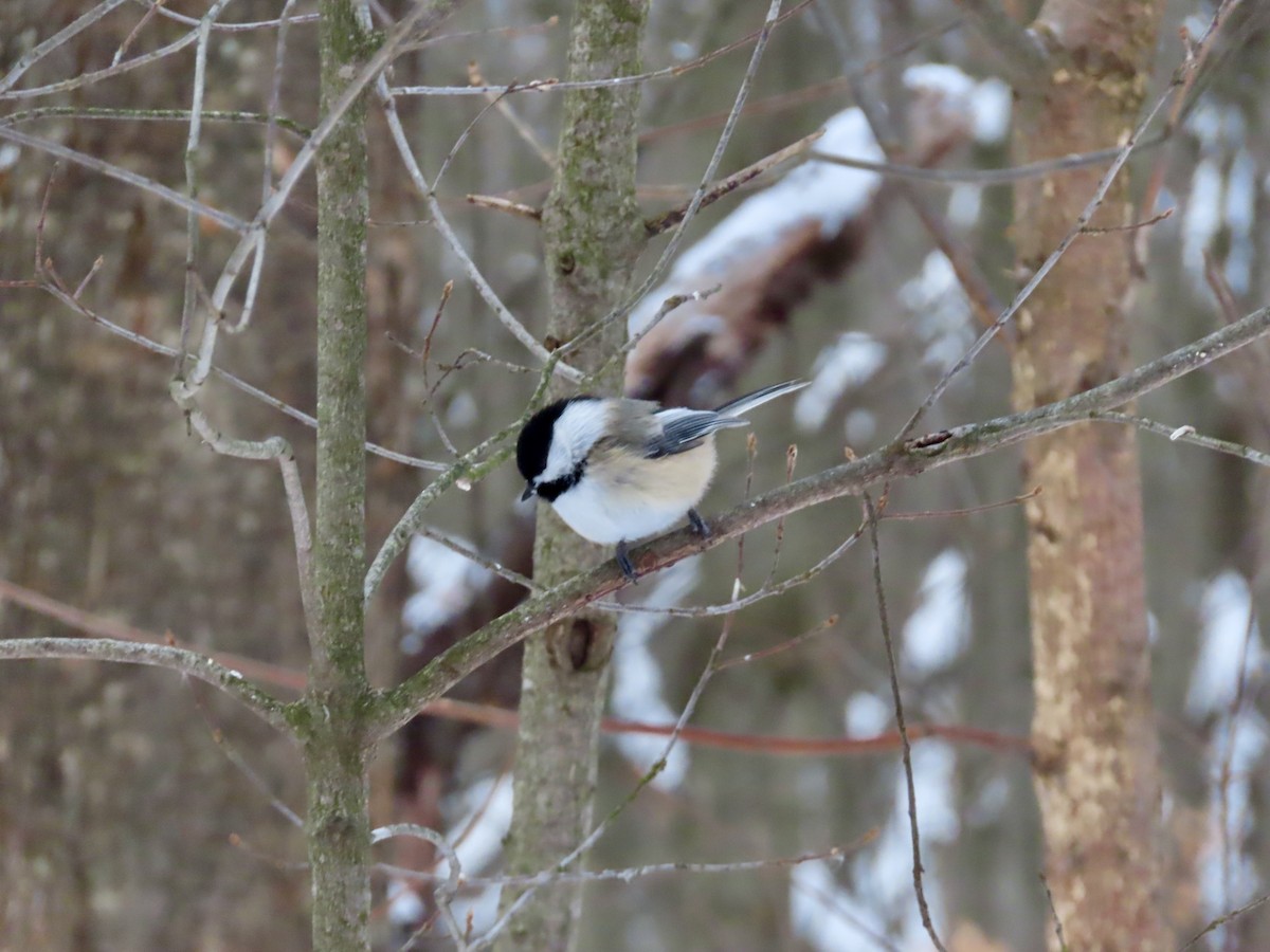 Black-capped Chickadee - ML646979756