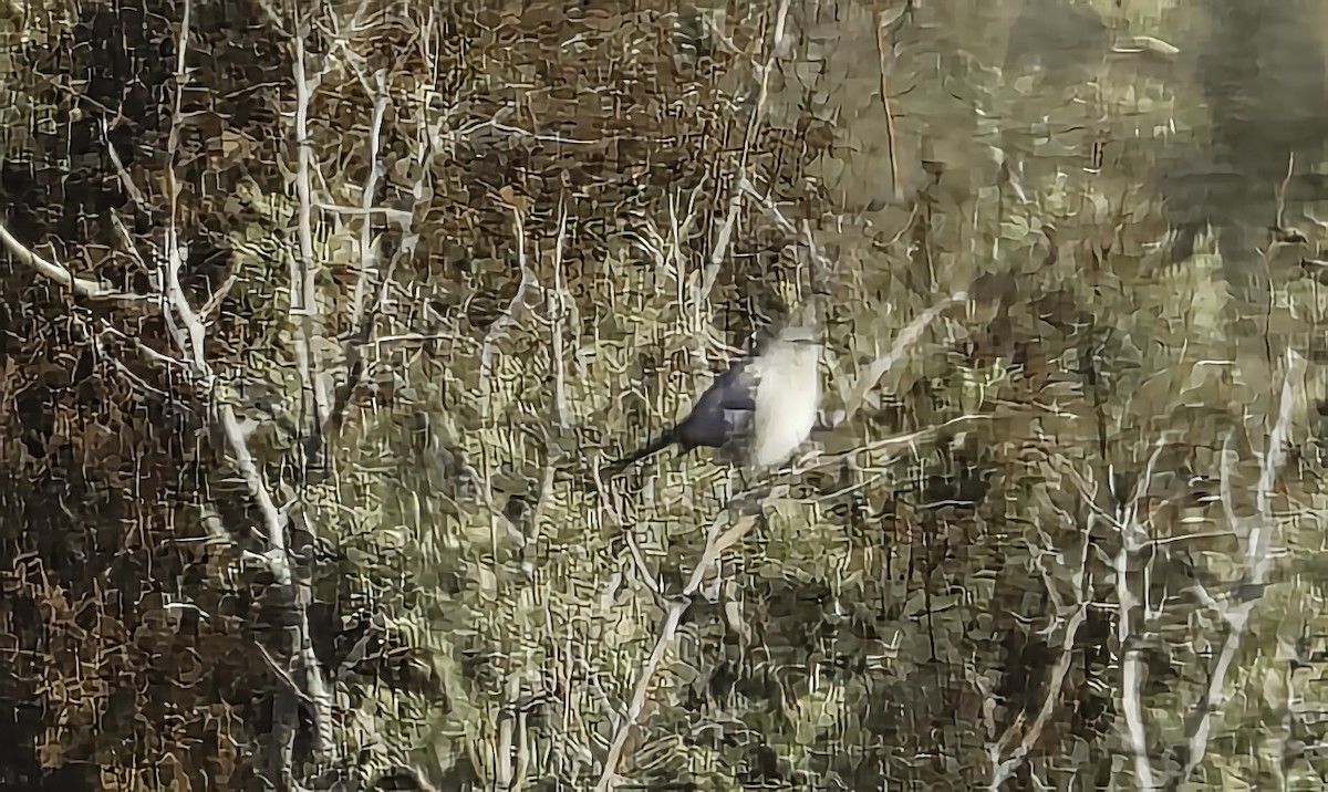 Kuzeyli Taklitçi - ML646979757