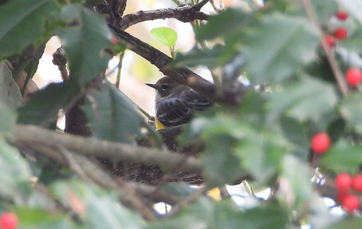 Yellow-rumped Warbler (Myrtle) - ML646979762