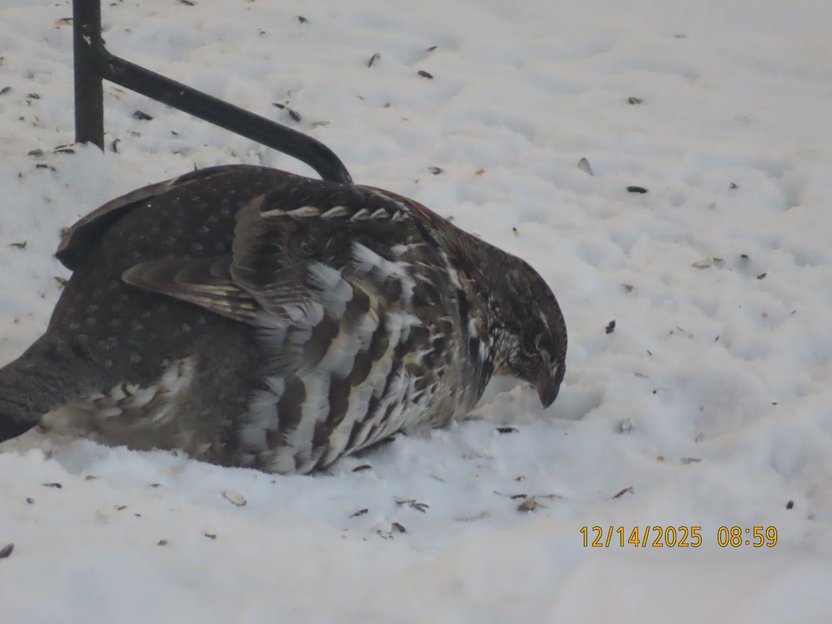 Grévol Engolado - ML646979763