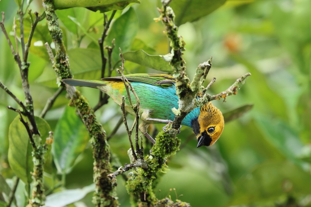 Синегрудая танагра - ML646979773