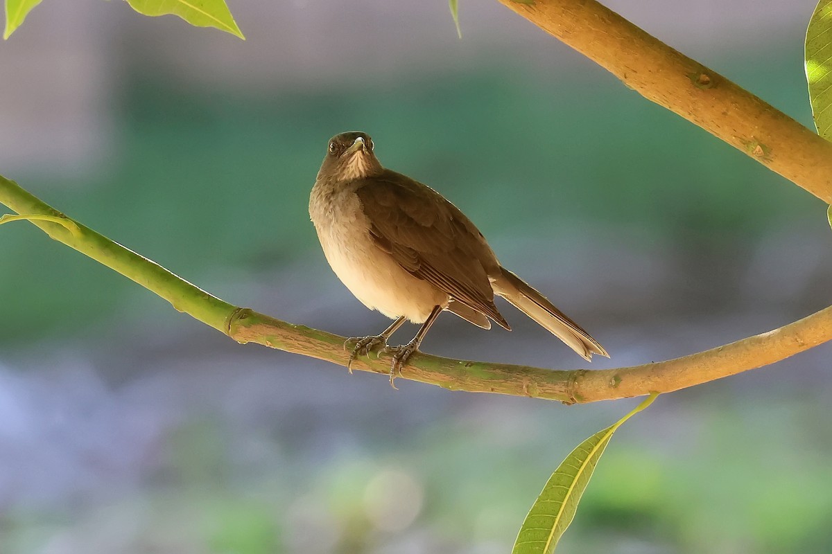 Дрізд чорнодзьобий - ML646979781