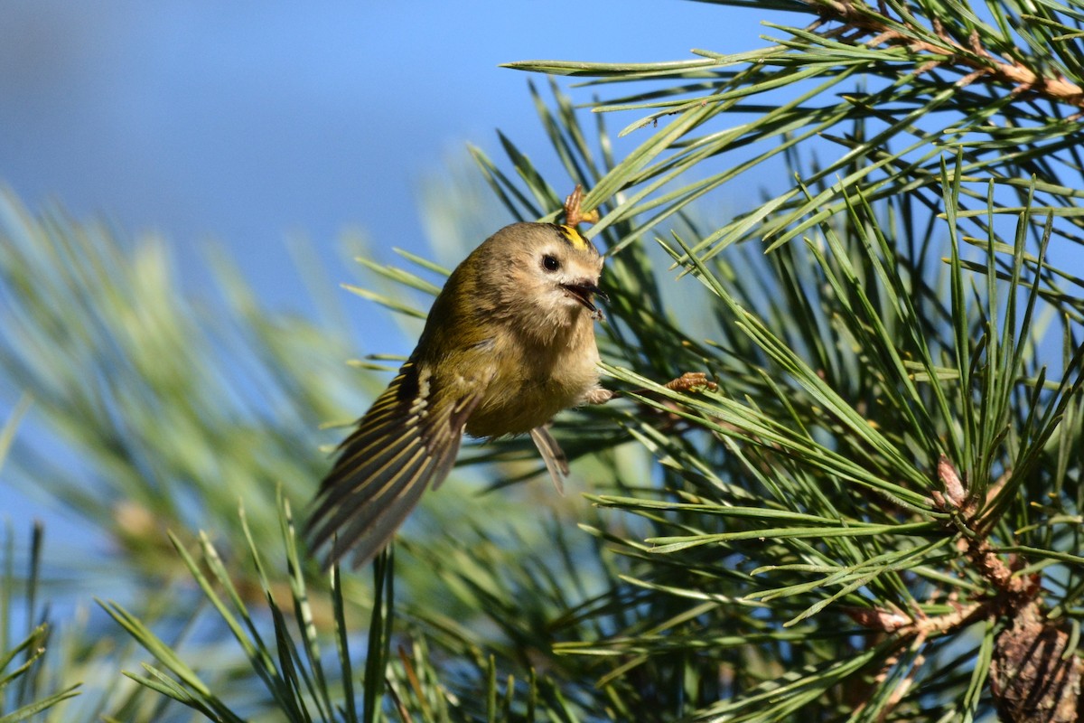 Goldcrest - ML646979787