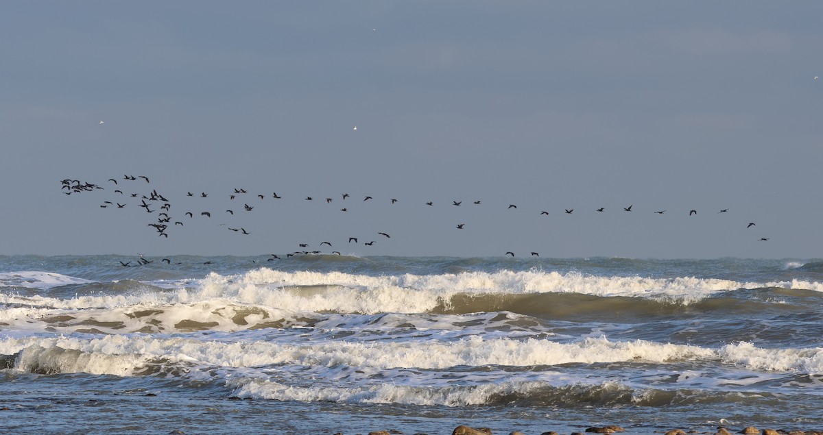 storskarv - ML646979790