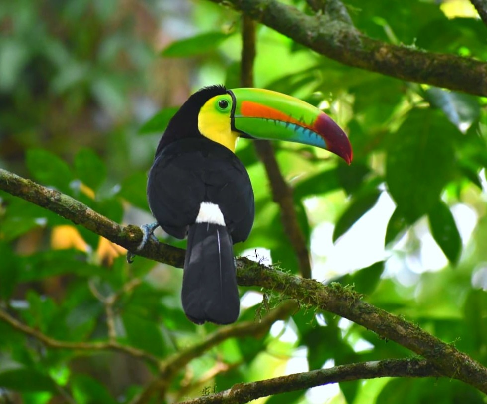 Keel-billed Toucan - ML646979791