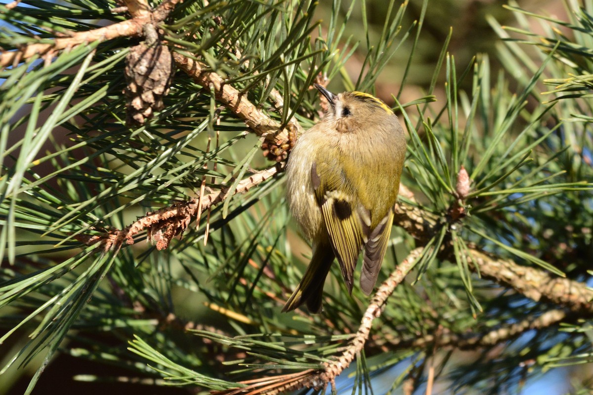 Goldcrest - ML646979793