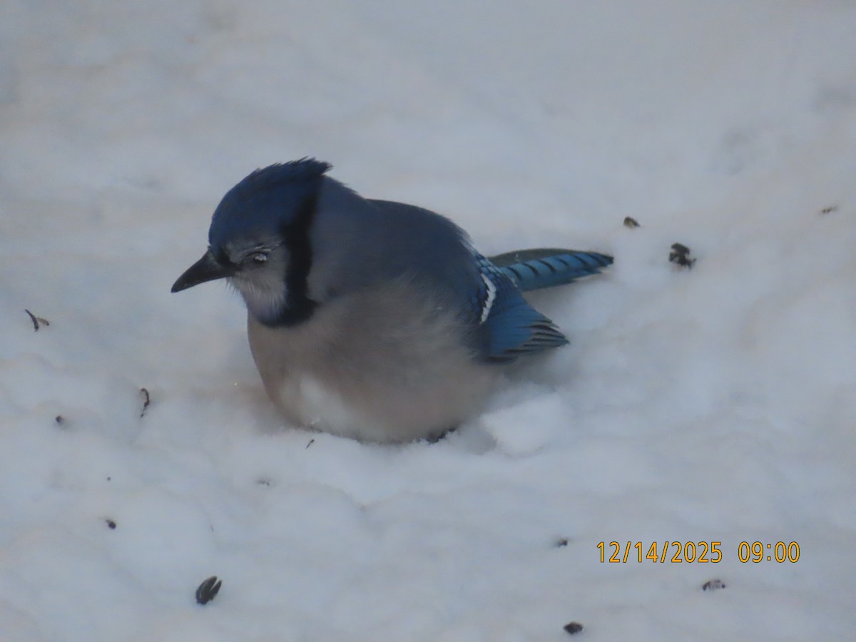 Chara Azul - ML646979795