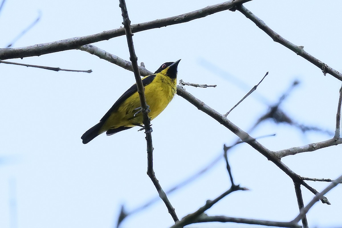 Цукрист жовточеревий - ML646979800