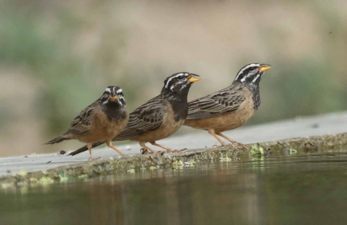 Каштановая овсянка - ML646979802