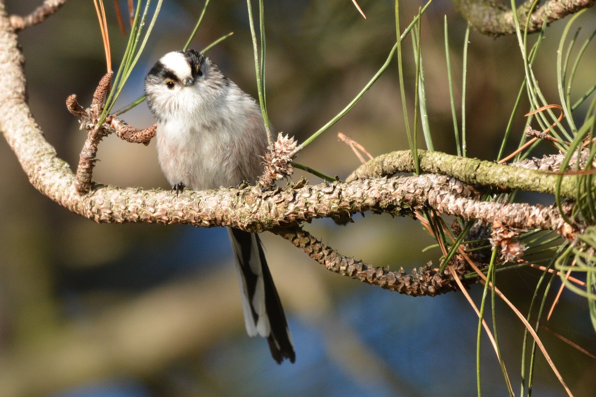 Long-tailed Tit - ML646979806