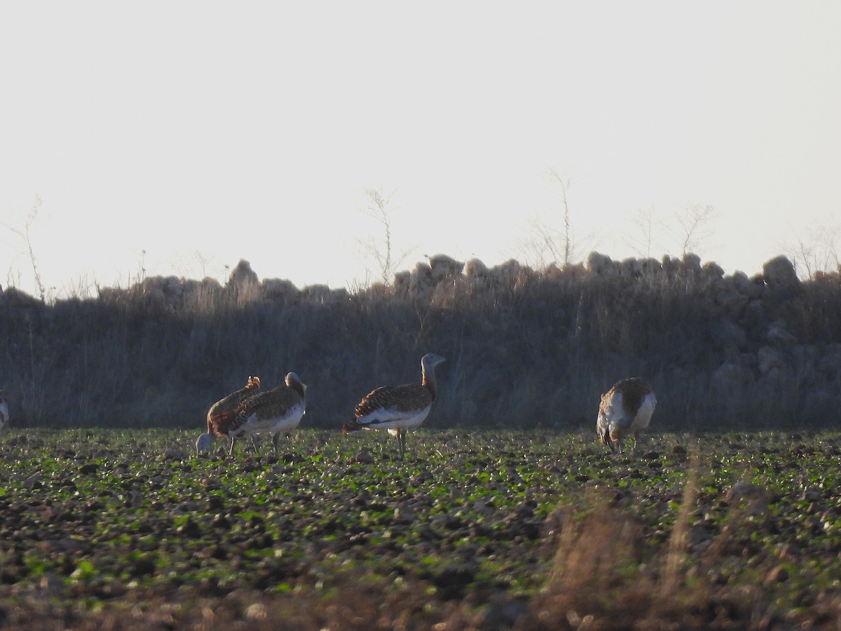 Great Bustard - ML646979811