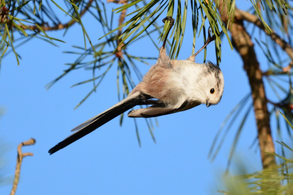 Long-tailed Tit - ML646979816