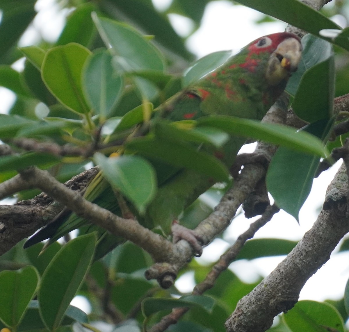 Aratinga Mitrada - ML646979817