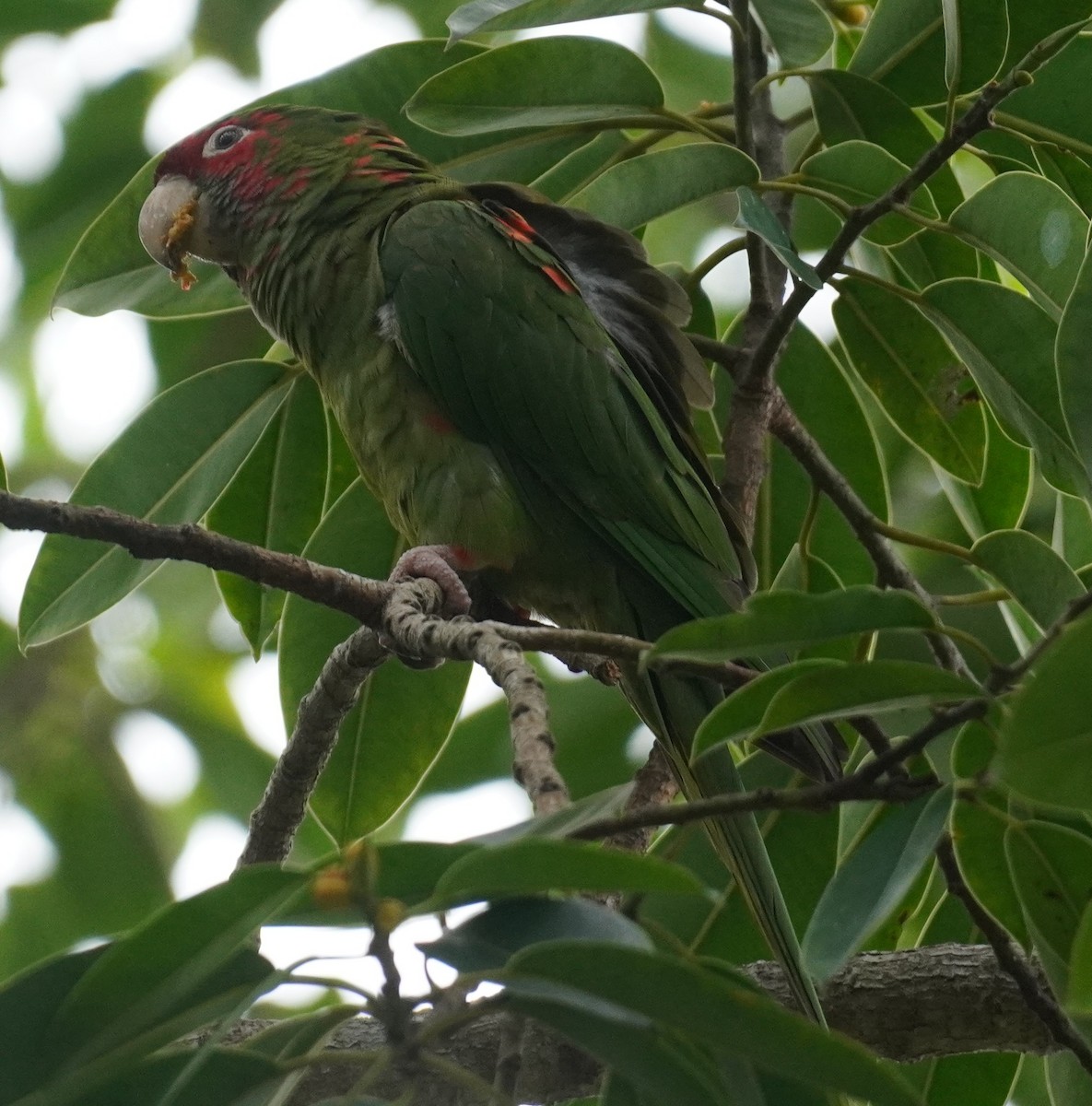 Aratinga Mitrada - ML646979818