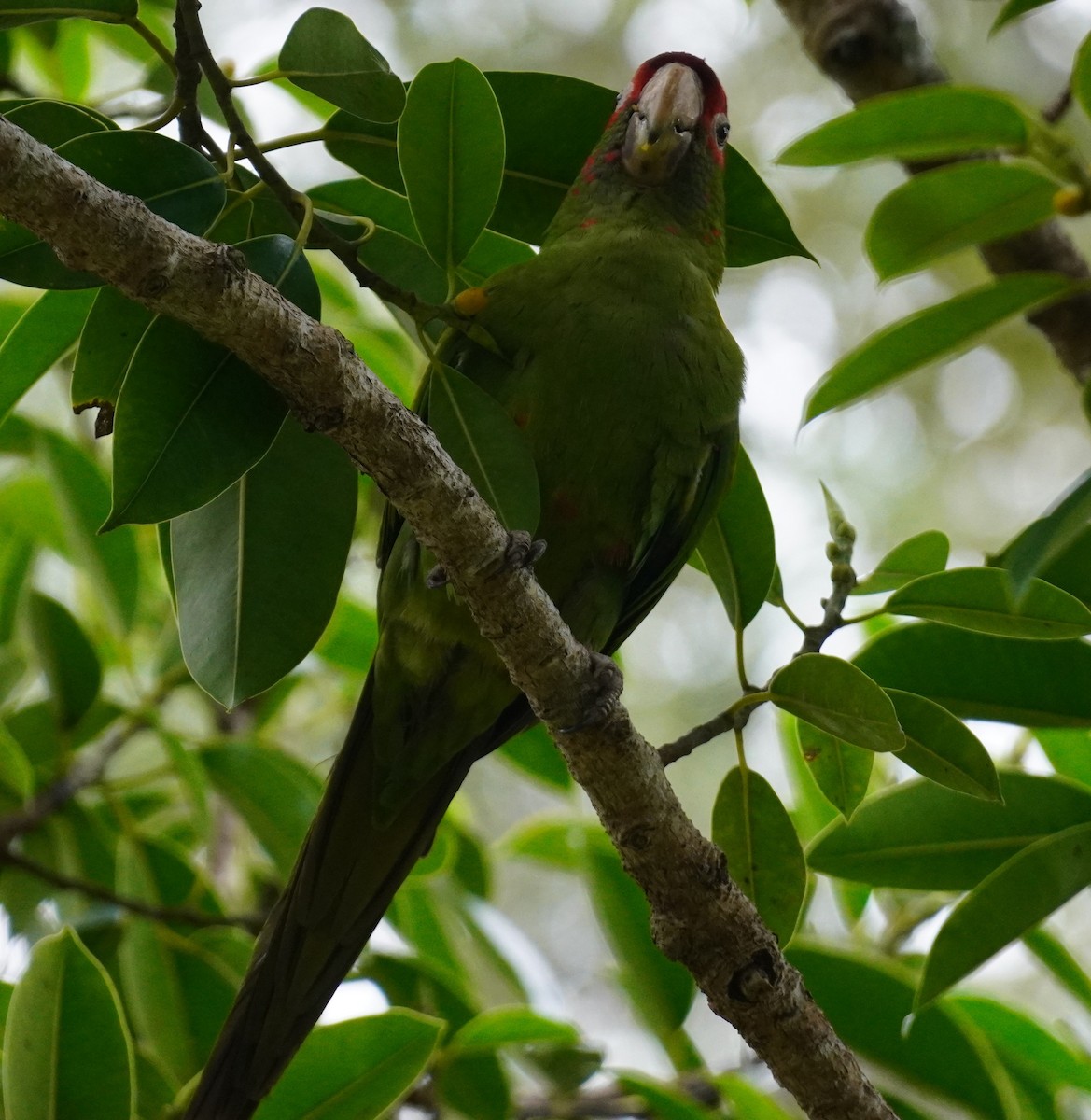 Aratinga Mitrada - ML646979819