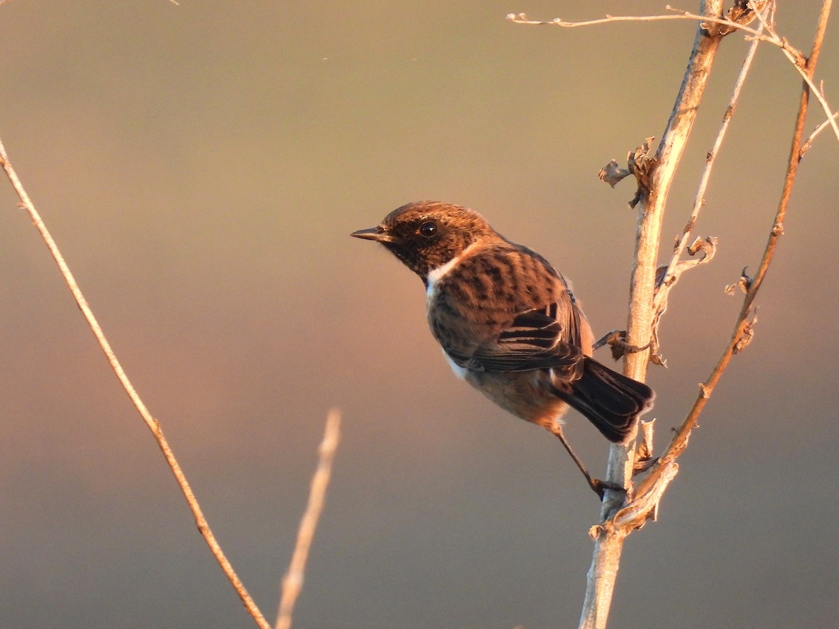 European Stonechat - ML646979832