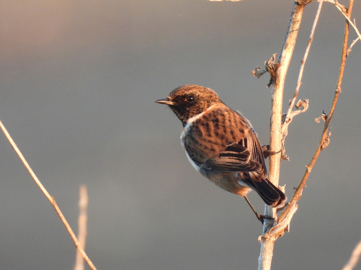 European Stonechat - ML646979833