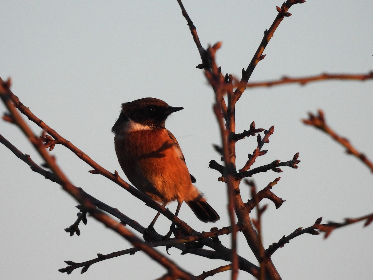 European Stonechat - ML646979834