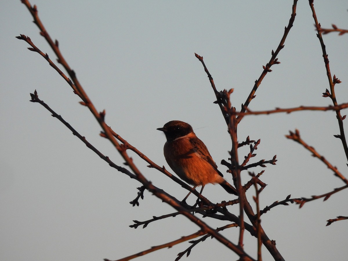 European Stonechat - ML646979835