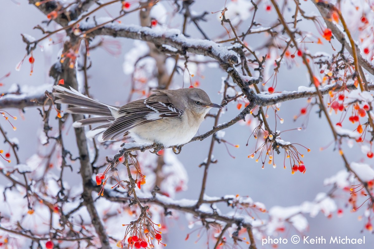 Northern Mockingbird - ML646979839