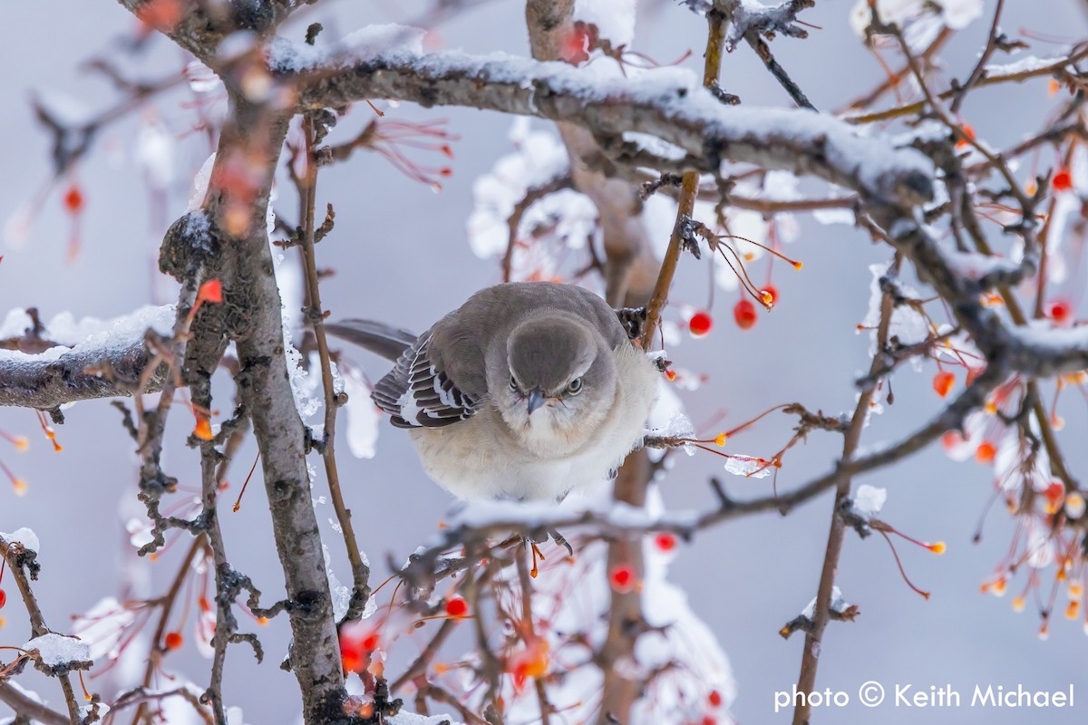 Northern Mockingbird - ML646979840