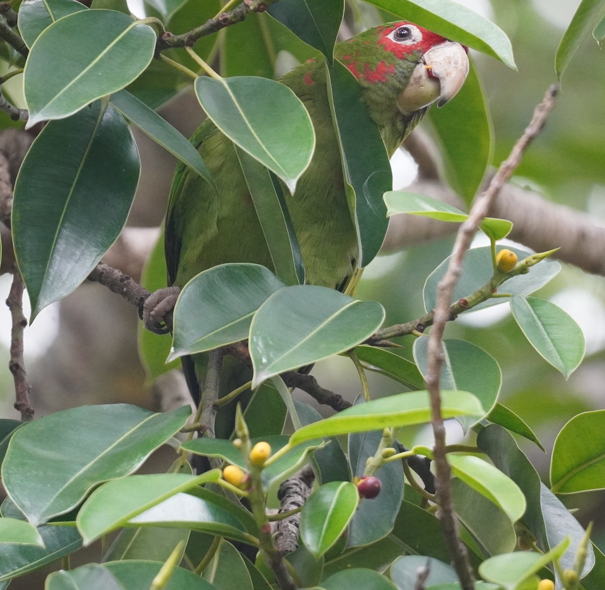 Aratinga Mitrada - ML646979842