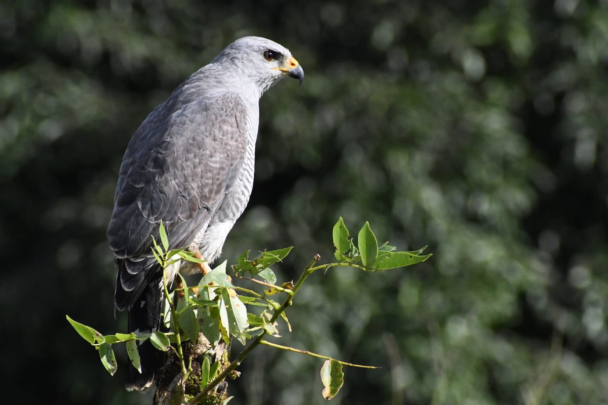 Gray Hawk - ML646979845
