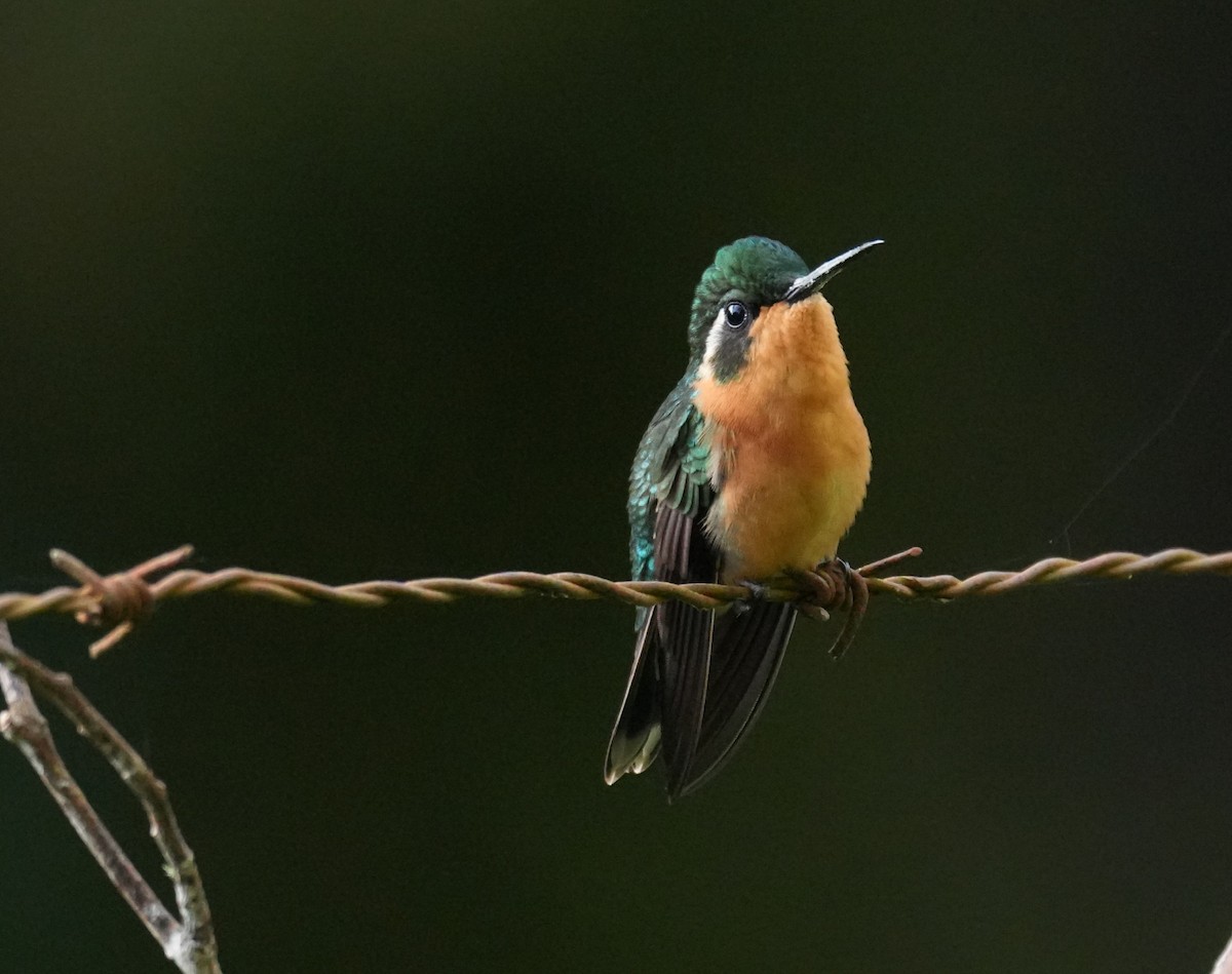 White-bellied Mountain-gem - ML646979846